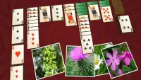 Solitaire Plants Screen Shot 2