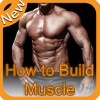 Comment construire Muscule?