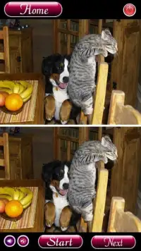 Find Differences Cat Games Screen Shot 0