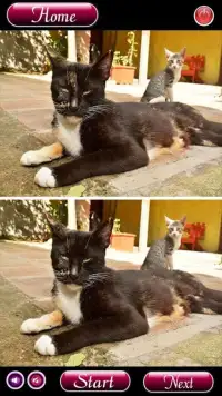 Find Differences Cat Games Screen Shot 2