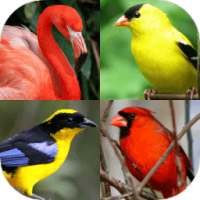 Birds World - Feathered Quiz