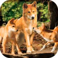 Dingo Dog Survival Simulator