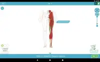 3D Anatomy Quiz Screen Shot 8