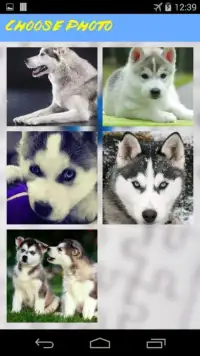 Husky Jigsaw Puzzle Screen Shot 4