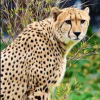 Cheetah Sim 3D - Taman Petualangan Liar
