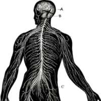Quiz Human Anatomy Physiology