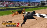 Wild Greyhound Dog Racing 2 Screen Shot 3