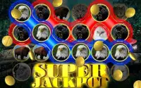 Wild Cat Slot: Real Jackpot & Super Hot Wins Screen Shot 1