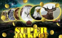 Wild Cat Slot: Real Jackpot & Super Hot Wins Screen Shot 2