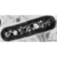 Bacteria cell parts quiz