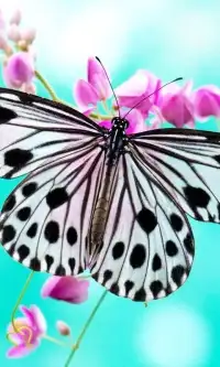 Бабочки Игра Пазл Screen Shot 3