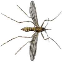 Раздави комара