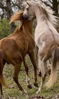 Horses Live Jigsaw Puzzles Game Screen Shot 3