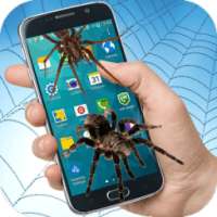 Spider on Screen Magic Spider in Phone Joke