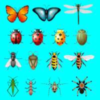 Insects - Learn, Spell, Quiz, Draw, Color & Games