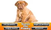 Guess The Puppy 2 Trivia Game Screen Shot 7