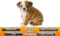 Guess The Puppy 2 Trivia Game Screen Shot 8