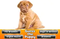Guess The Puppy 2 Trivia Game Screen Shot 2