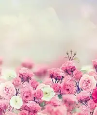 Flowers Wallpaper Screen Shot 3