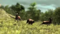 Angry Bear Simulator 3D - Be a Bear Game Screen Shot 2