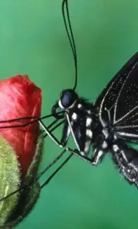 Бабочки Игра Пазл Screen Shot 2