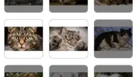 Cat Puzzles Screen Shot 1