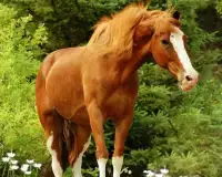 Horses Live Jigsaw Puzzles Game Screen Shot 1