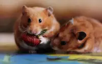 Hamster Puzzle Jigsaw for Kids Screen Shot 2