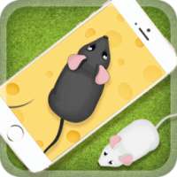 Games for the cat Mouse