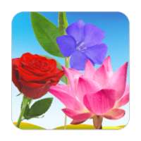 Flowers Learning Flashcards