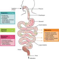 Five TF Quiz On Food Digestion