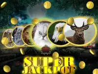Wild Cat Slot: Real Jackpot & Super Hot Wins Screen Shot 5