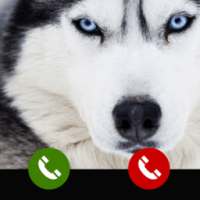 Fake Call from Siberian husky dog