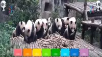 Panda Piano FREE Screen Shot 0