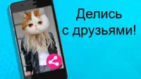 Лицо Кошки Фоторедактор - Голова кота на фото Screen Shot 0