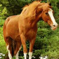 Horses Live Jigsaw Puzzles Game