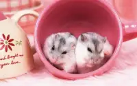 Hamster Puzzle Jigsaw for Kids Screen Shot 3