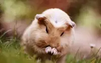 Hamster Puzzle Jigsaw for Kids Screen Shot 1