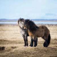 Pony Jigsaw Puzzles Free