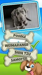 Guess The Dog Breed Quiz Questions And Answers Screen Shot 4
