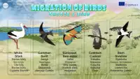 Migration of birds​ Screen Shot 4