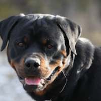 Rottweiler Dogs New Jigsaw Puzzles
