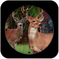 Sniper Deer Hunt:jungle hunt