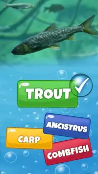 Guess The Fish Quiz Questions And Answers Game Screen Shot 2