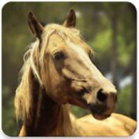 Horses memory game - beautiful photos of horses