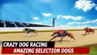 GREYHOUND DOG RACiNG SIMULATOR - DOG RUN Screen Shot 4