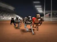 Greyhound Dog Racing Simulator Screen Shot 2
