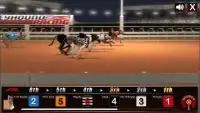Greyhound Dog Racing Simulator Screen Shot 3