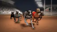 Greyhound Dog Racing Simulator Screen Shot 5