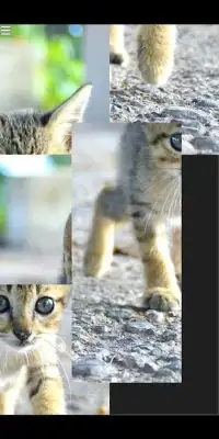 Cats Puzzle With Purring Screen Shot 1